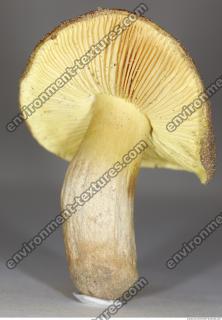 Photo Texture of Mushroom 0012